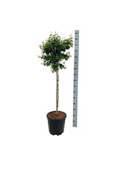Brzoza Betula utilis Magical Globe