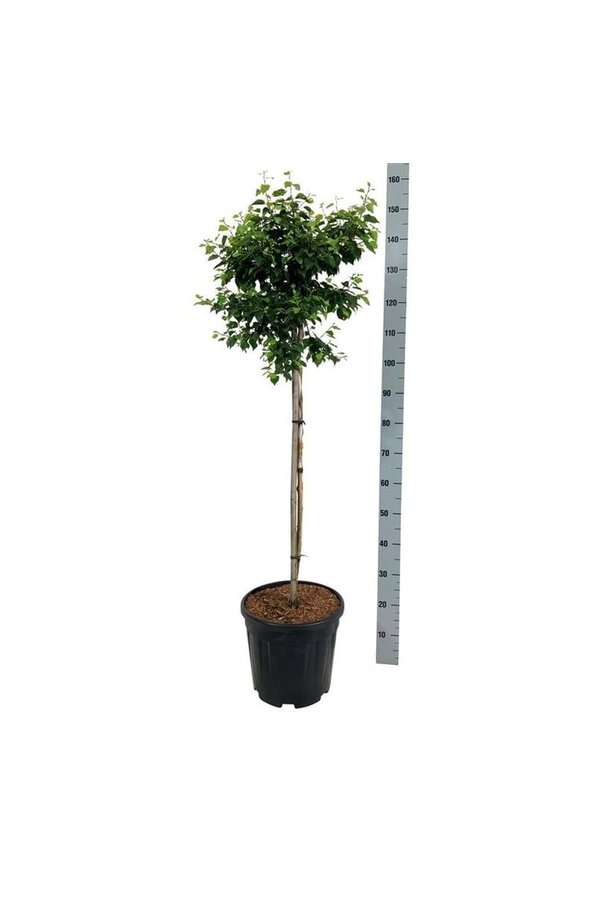 Brzoza Betula utilis Magical Globe