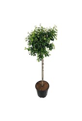 Brzoza Betula utilis Magical Globe