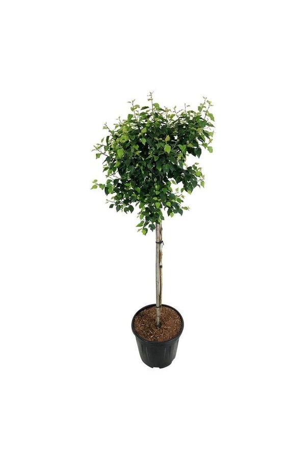 Brzoza Betula utilis Magical Globe