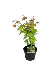 Klon Acer shirasawanum Jordan