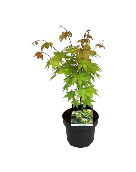 Acer