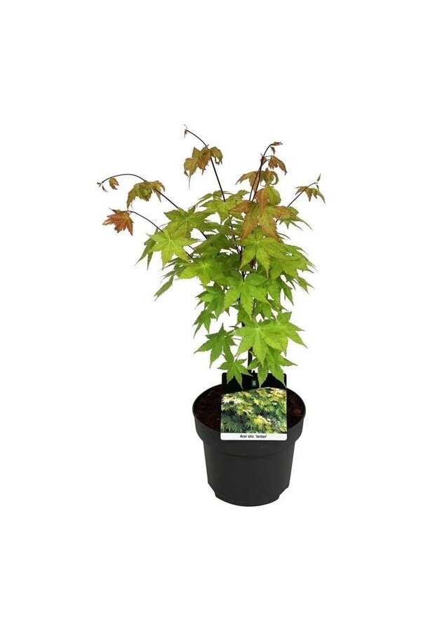 Klon Acer shirasawanum Jordan
