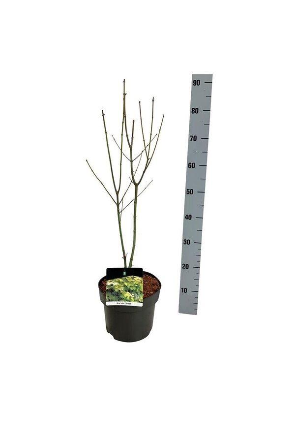 Klon Acer shirasawanum Jordan