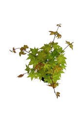 Klon Acer shirasawanum Jordan