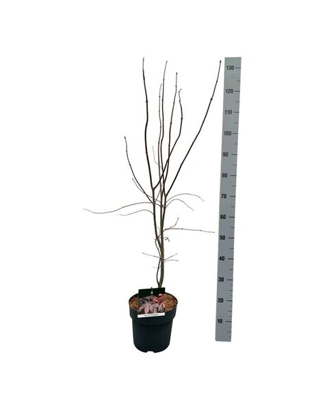 Acer