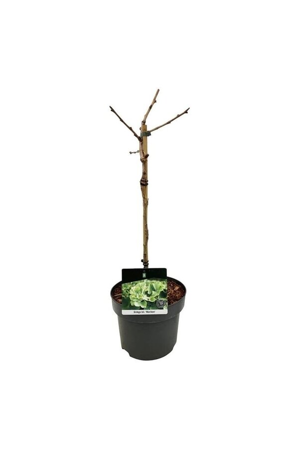 Japońskie Drzewo Orzechowe Ginkgo biloba Mariken