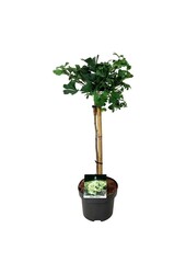 Japońskie Drzewo Orzechowe Ginkgo biloba Mariken