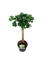 Japońskie Drzewo Orzechowe Ginkgo biloba Mariken