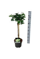 Japońskie Drzewo Orzechowe Ginkgo biloba Mariken