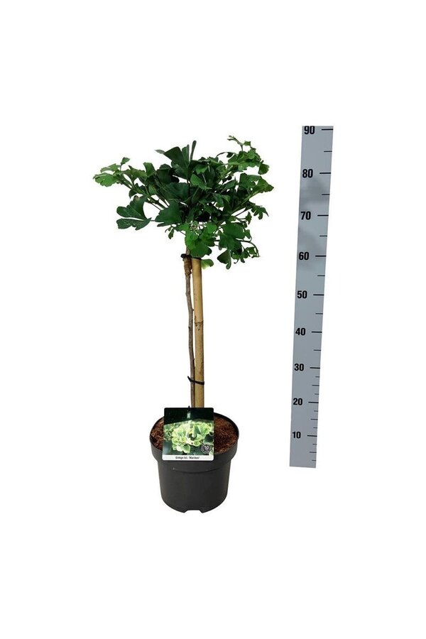 Japońskie Drzewo Orzechowe Ginkgo biloba Mariken
