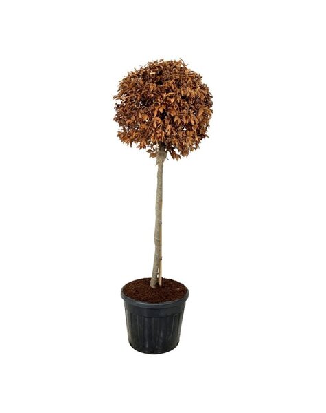Fagus