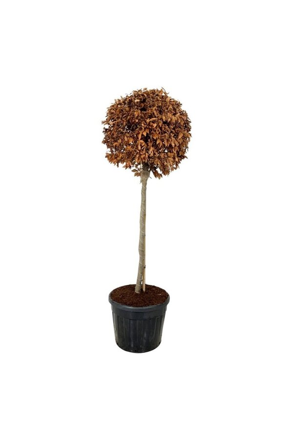 Buk pospolity Fagus sylvatica