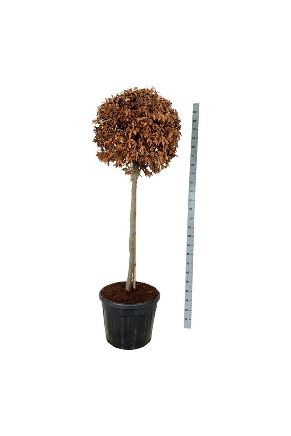 Buk pospolity Fagus sylvatica