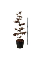 Buk pospolity Fagus sylvatica