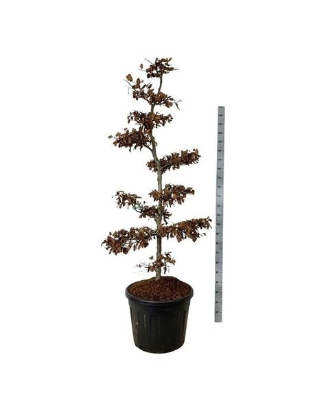 Fagus