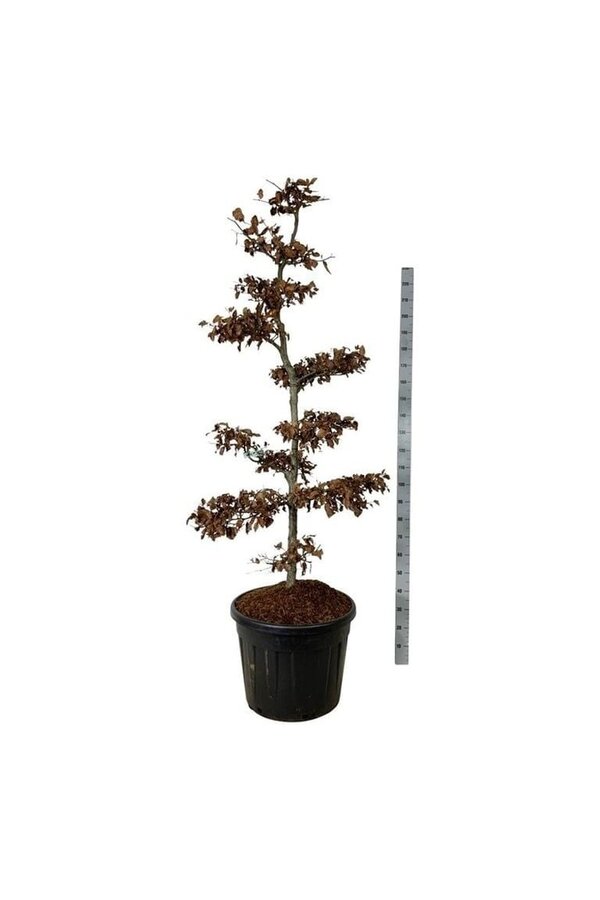 Buk pospolity Fagus sylvatica