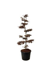 Buk pospolity Fagus sylvatica