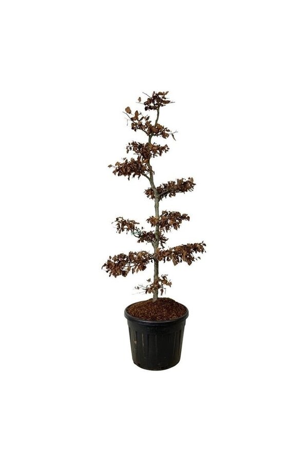 Buk pospolity Fagus sylvatica