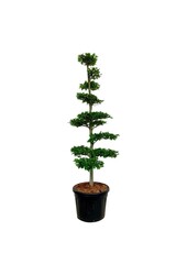 Buk pospolity Fagus sylvatica