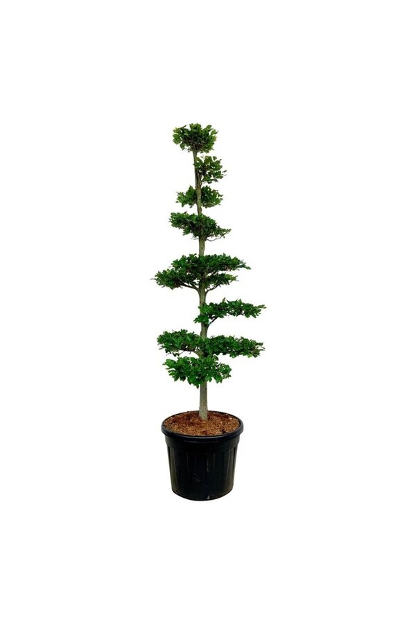 Buk pospolity Fagus sylvatica