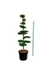 Buk pospolity Fagus sylvatica