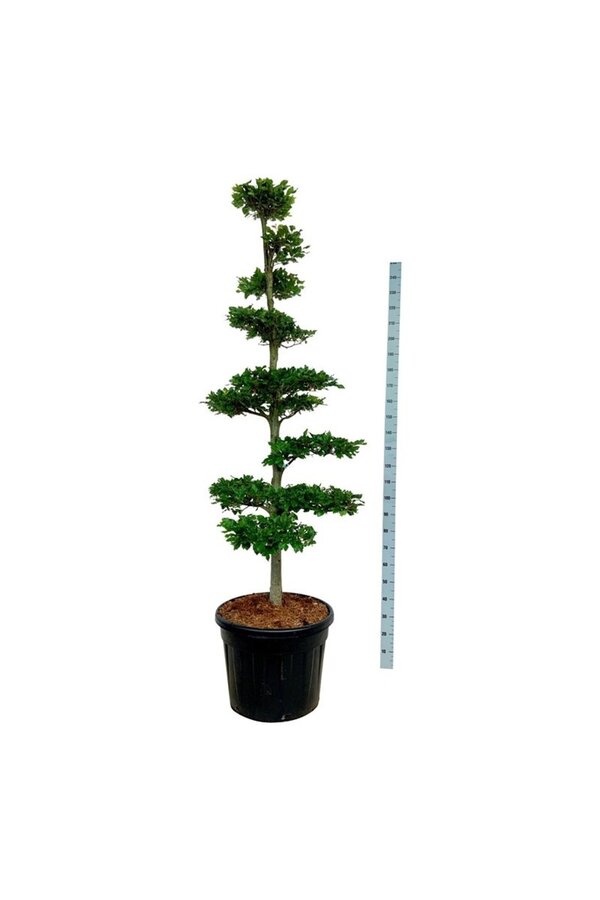 Buk pospolity Fagus sylvatica