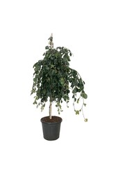 Buk Fagus Pendula