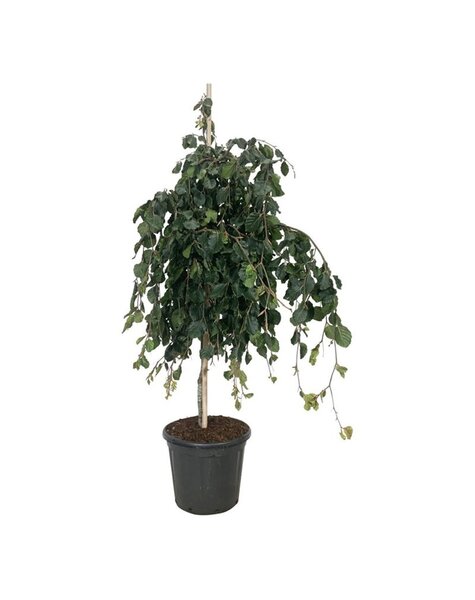 Fagus