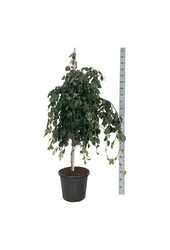 Buk Fagus Pendula
