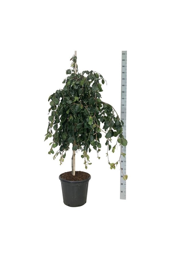 Buk Fagus Pendula