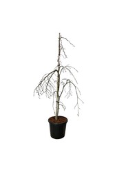 Buk Fagus Pendula