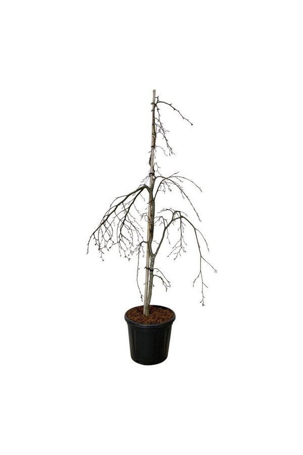 Buk Fagus Pendula