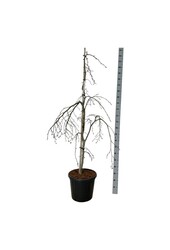 Buk Fagus Pendula
