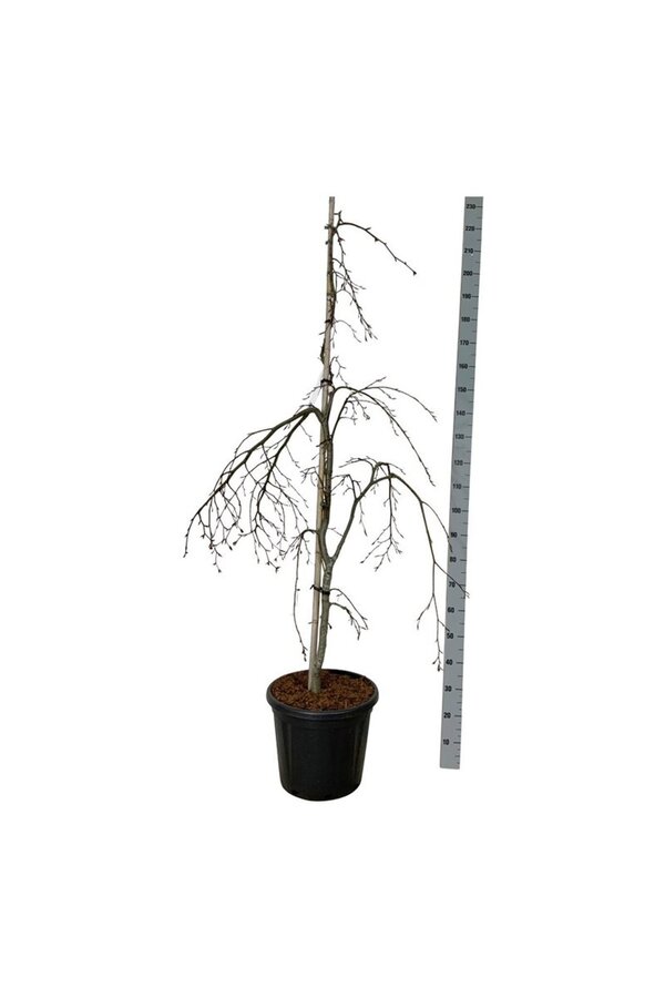 Buk Fagus Pendula