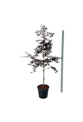 Buk Fagus Midnight Feather
