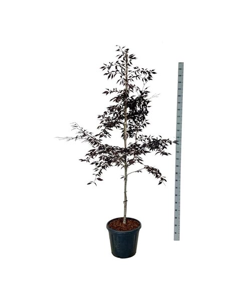 Fagus
