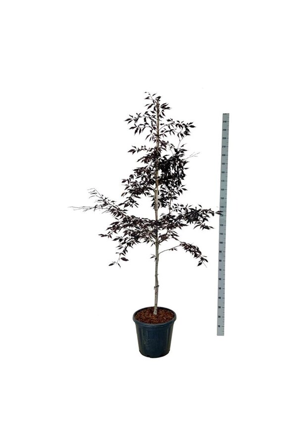Buk Fagus Midnight Feather