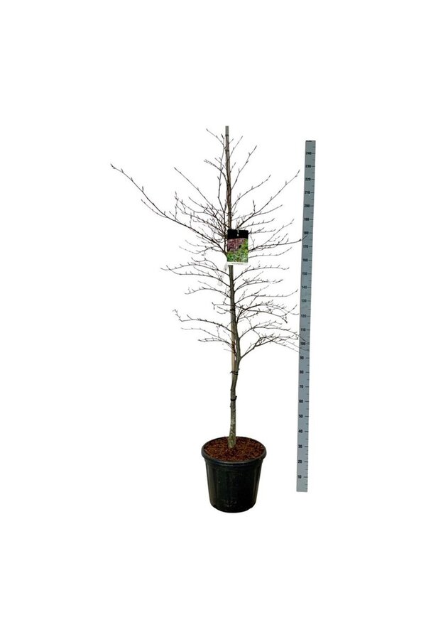 Buk Fagus Midnight Feather
