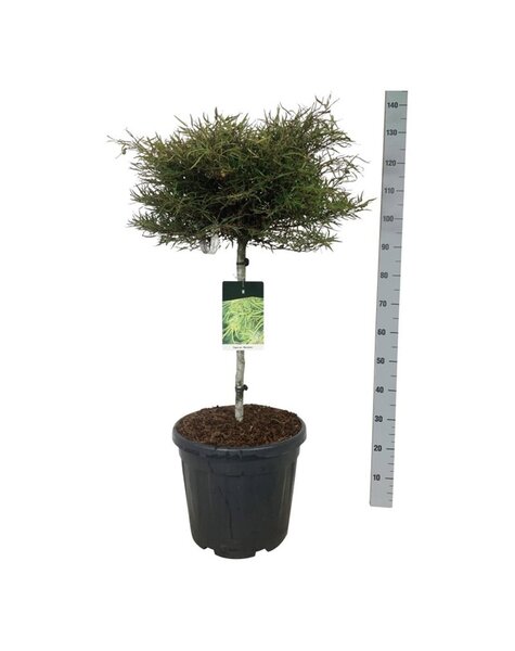 Fagus
