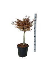 Buk Fagus Mercedes