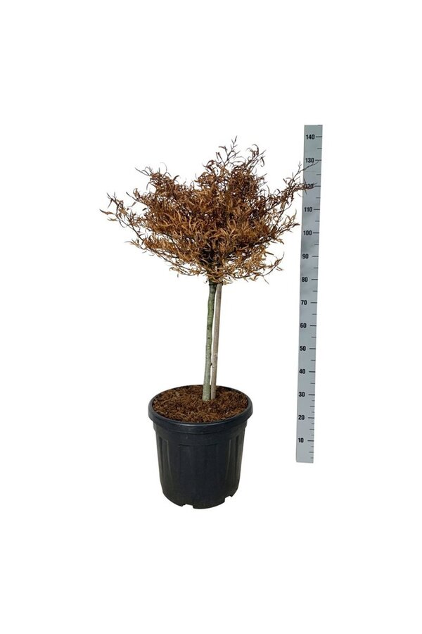 Buk Fagus Mercedes