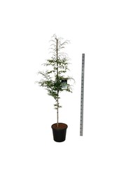 Buk Fagus Aspleniifolia
