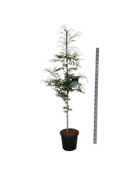 Fagus