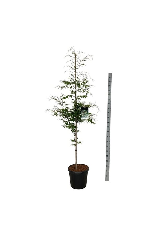 Buk Fagus Aspleniifolia