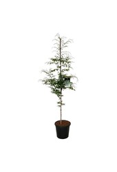 Buk Fagus Aspleniifolia