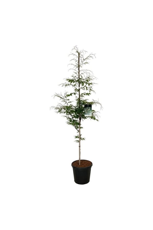 Buk Fagus Aspleniifolia