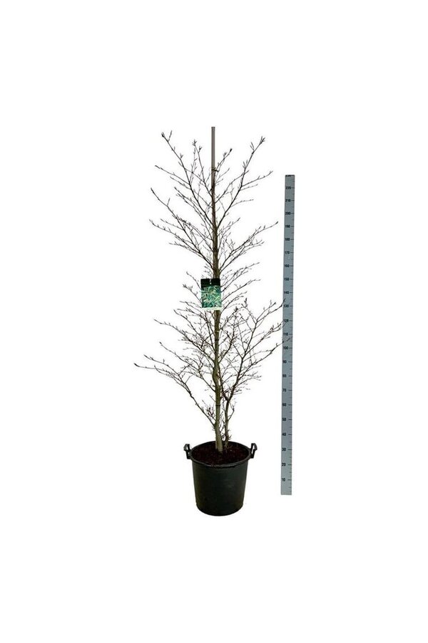 Buk Fagus Aspleniifolia