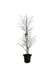 Buk Fagus Aspleniifolia