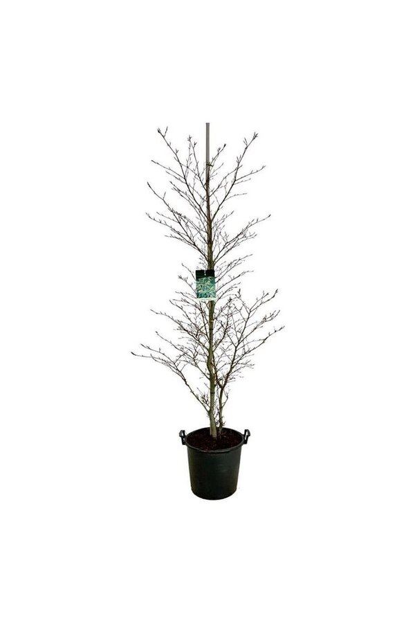 Buk Fagus Aspleniifolia